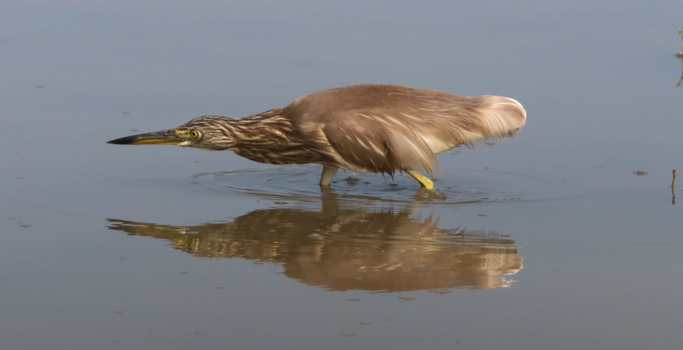 Sri Lanka - Ik zie alles dubbel...