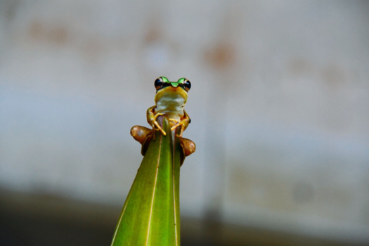 Maleisië - I see you- Langkawi, Maleisië