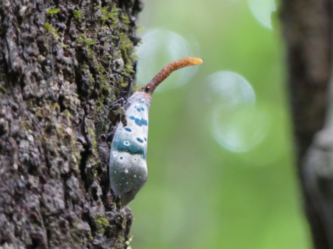 Khao Yai National Park - Sprookjesbeest