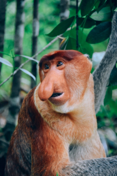 Rondreis door Maleisisch Borneo - “Het verlangen”