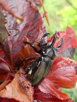 Khao Yai National Park - Prachtige kever