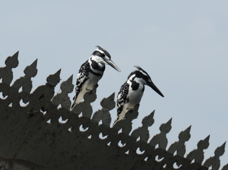 India - Bijzondere ijsvogels