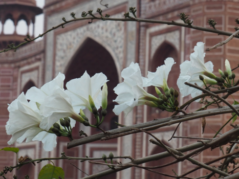 India - Prachtige bloemen