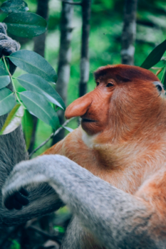 Rondreis door Maleisisch Borneo