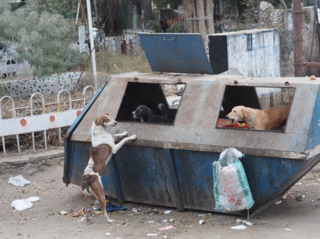 India - Zoeken naar eten