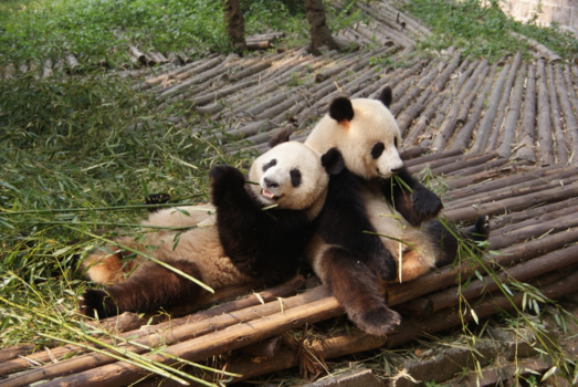 China - Lekker die bamboe! [Chengdu, China]