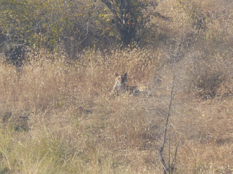 India - Een luierende tijger in Ranthambore Nationaal Park.