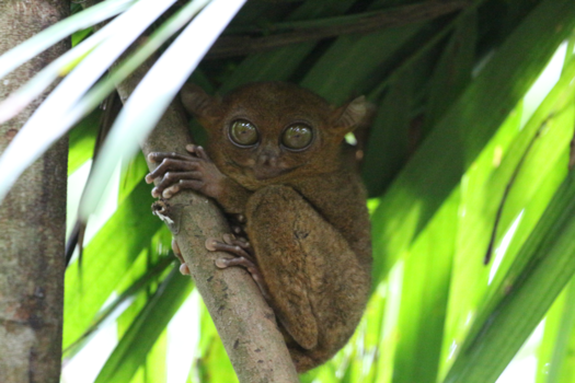 Rondreis door Maleisisch Borneo - Tarsier Monkey