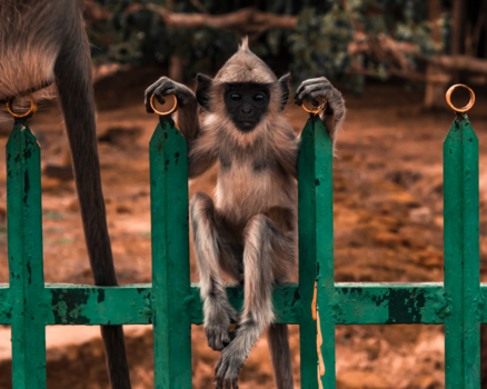 Sri Lanka - Al 'draagt' een aap een gouden ring, deze is en blijft een lekker ding! #SriLanka