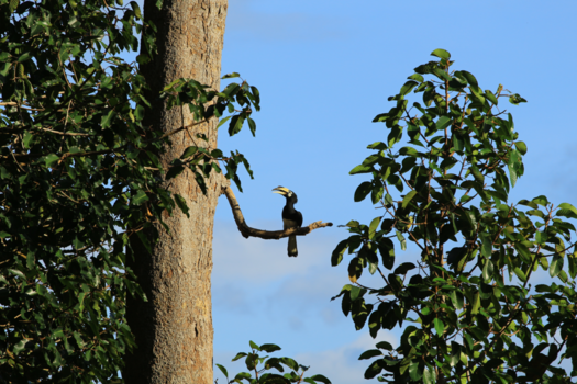 Maleisië - Beautiful Hornbill