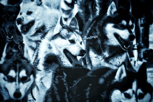 Rusland - Ontdooiende sledehonden