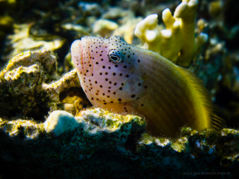 Rusland - Rode Zee bewonertje