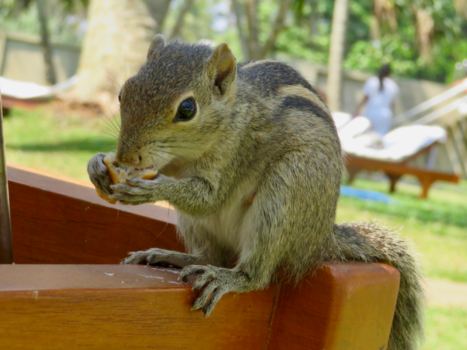 Sri Lanka - Eekhoorn die komt struinen bij de strandbedjes in Sri Lanka!