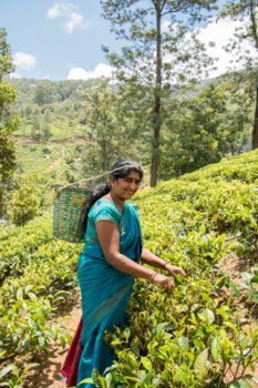Sri Lanka - De theeplantage
