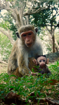 Sri Lanka - Familie kiekje