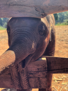 Rondreis Zuid-Thailand - Baby olifant
