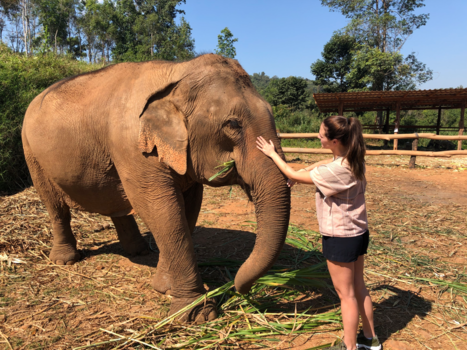 Rondreis Zuid-Thailand - Olifant in Thailand