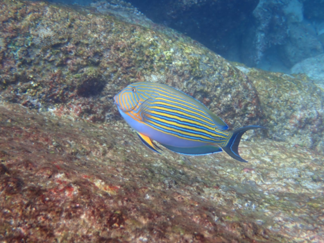 Koh Similan - Colorful fish