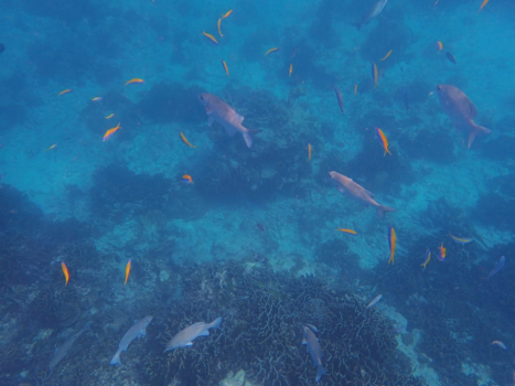 Koh Similan - Onderwaterwereld