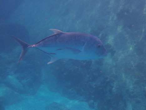 Koh Similan - Blue tuna fish