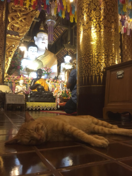 Thailand - tempel in Chiang mai Thailand