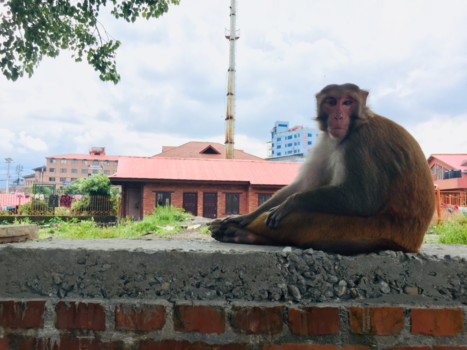 Kathmandu - Monkey’s are just humans