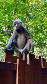 Rondreis Thailand in twee weken - Dusky leaf monkey laat het hangen