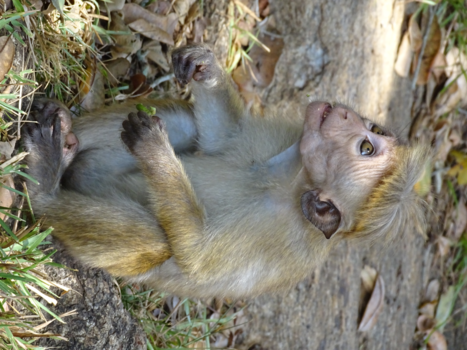Sri Lanka - Geef mij eten alsjeblieeeeeeeeeeeft