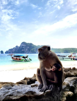 Koh Phi Phi - Beautiful breastfeeding