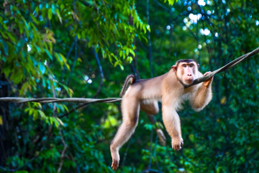 Maleisië - Monkeys of Borneo