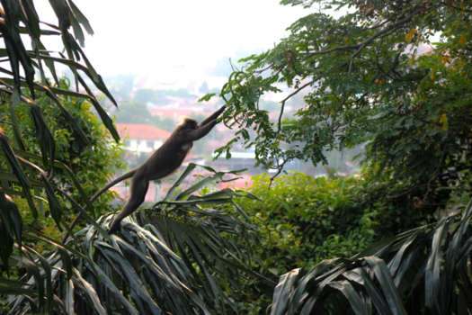 Malakka - Leap of faith