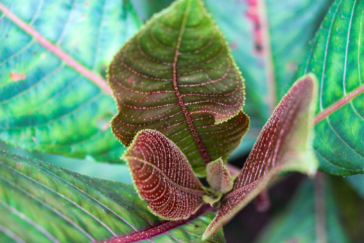 Cameron Highlands - Close-up in mossy forest