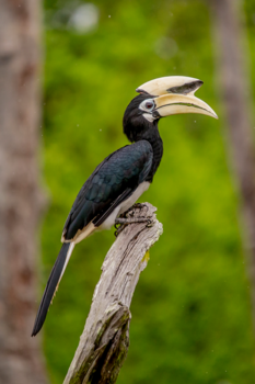 Rondreis door Maleisisch Borneo - Hornbill