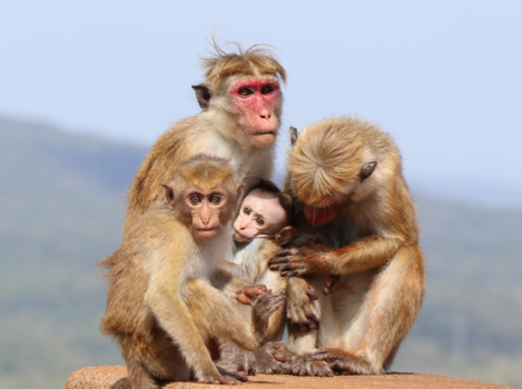 Sri Lanka - Familie Aap