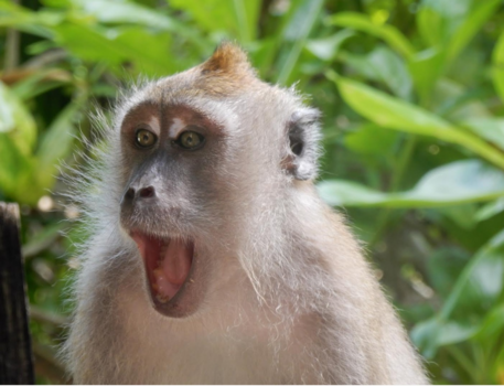 Pulau Langkawi - Zo blij als een aap