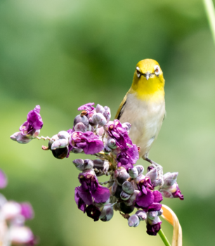 Taiwan - A Japanese bird on a Taiwanese flower