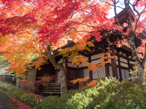 Japan - Changing colors
