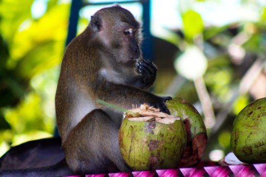 Pulau Penang - Kruimeldief
