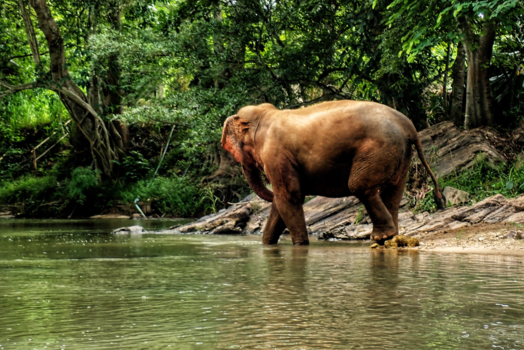 Thailand - Olifant in Chiang Mai