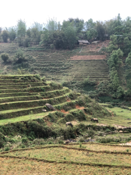 Rondreis Vietnam in vier weken