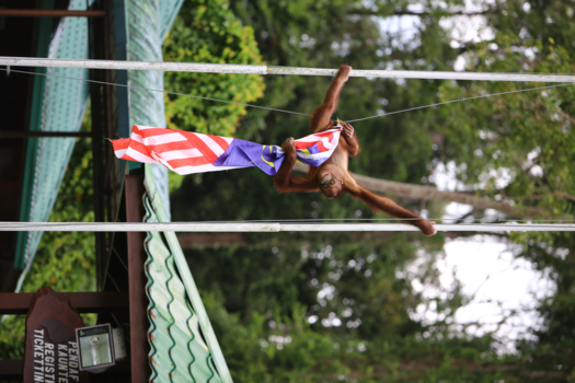 Rondreis door Maleisisch Borneo - Die vlag is van mij!