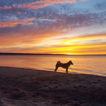 Japan - Zonsondergang in Zweden 😻