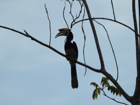 Rondreis Thailand & Cambodja - Hornbill