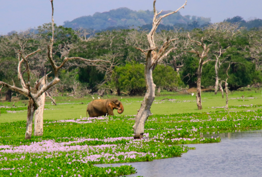 Sri Lanka - Sri Lanka Elephant.