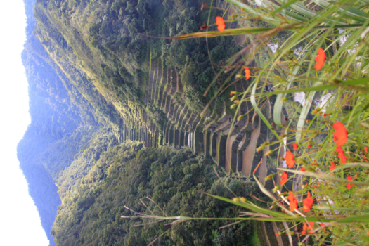 Filipijnen - Rijstvelden in het binnenland.