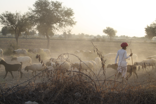 India - Schaapsherder