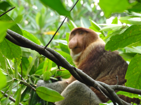 Bako National Park - Orang Belanda gespot in bako national park
