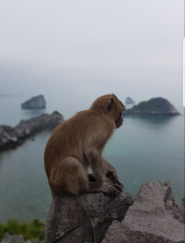 Vietnam - Aapjes kijken