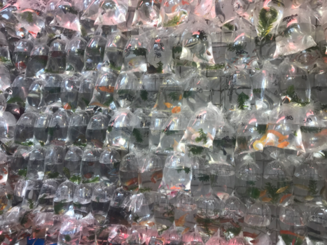 Malediven - Hong Kong