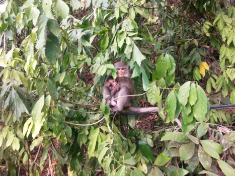 Koh Chang - Baby Aap & Mama in de jungle